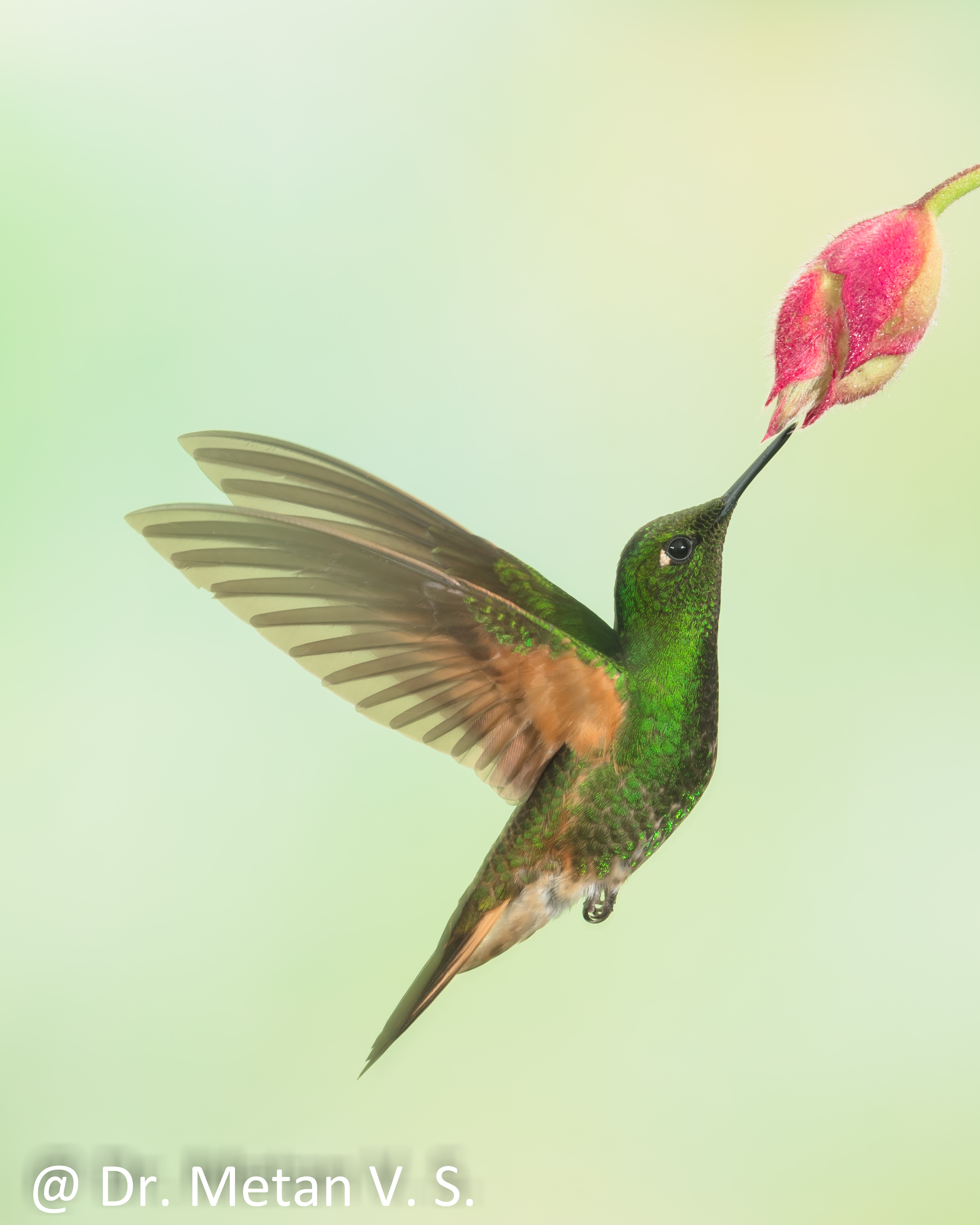 Dr Vyankatesh Metan Solapur Bird B 3