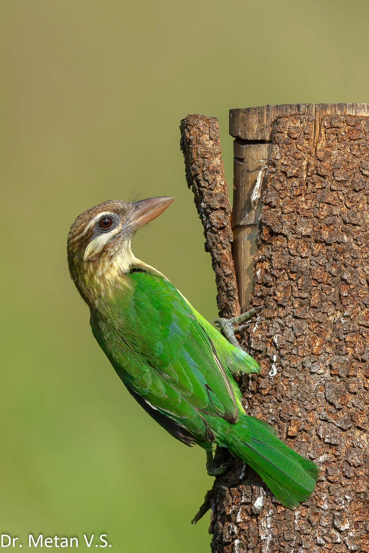 Dr Vyankatesh Metan Solapur Bird BS 1