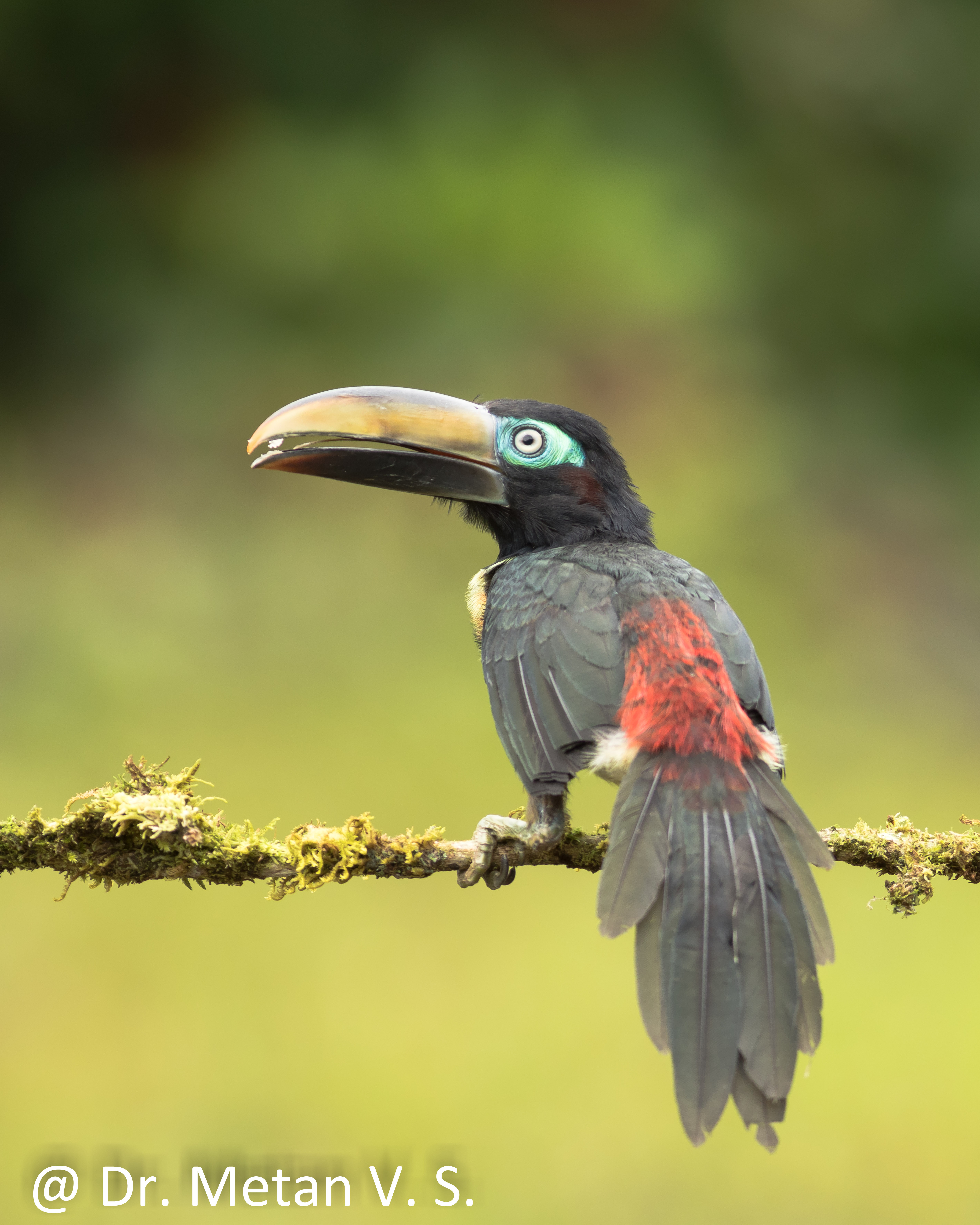 Dr Vyankatesh Metan Solapur Birds A 1