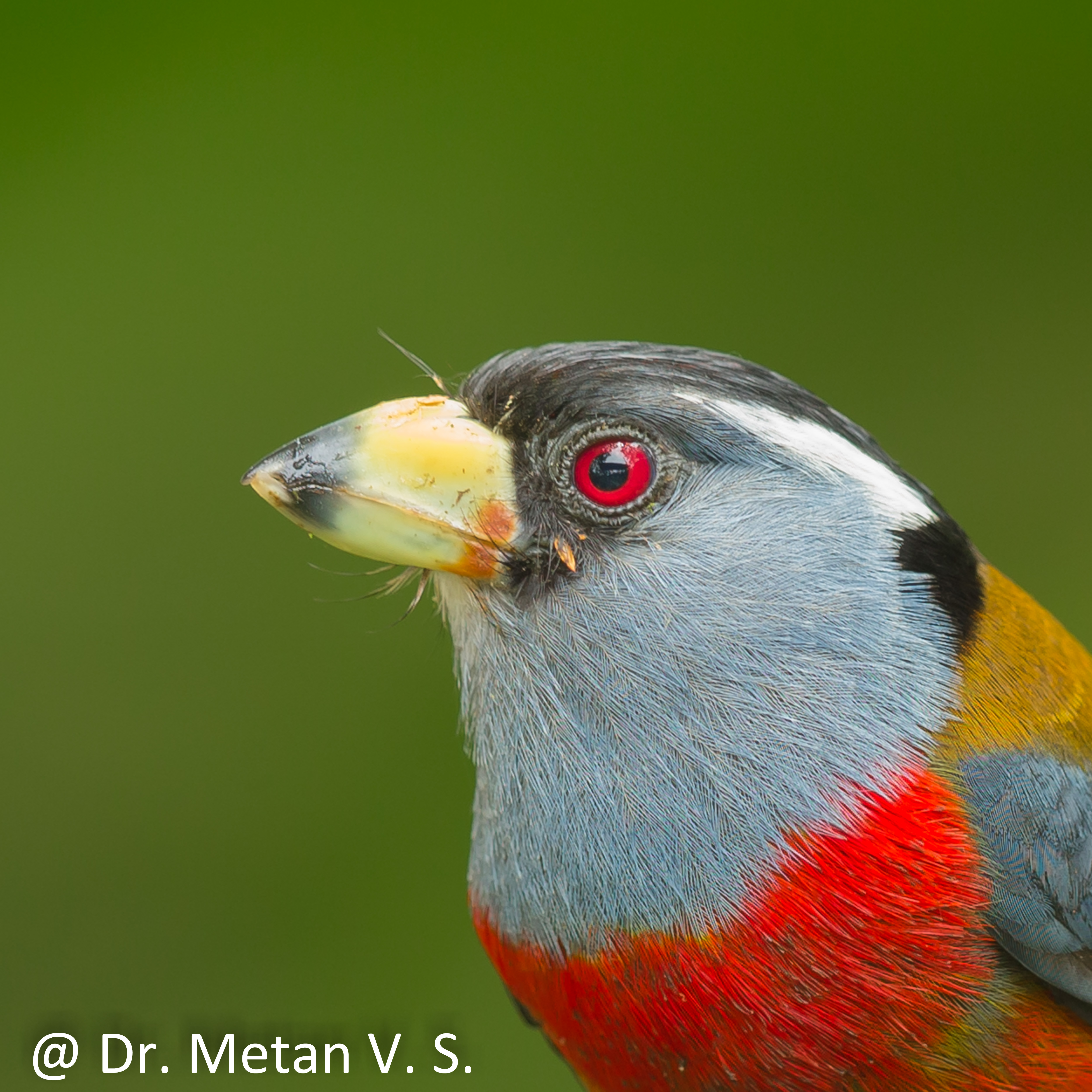 Dr Vyankatesh Metan Solapur Birds B