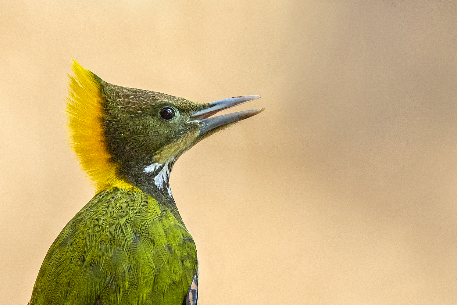 Dr Vyankatesh Metan Solapur Birds E