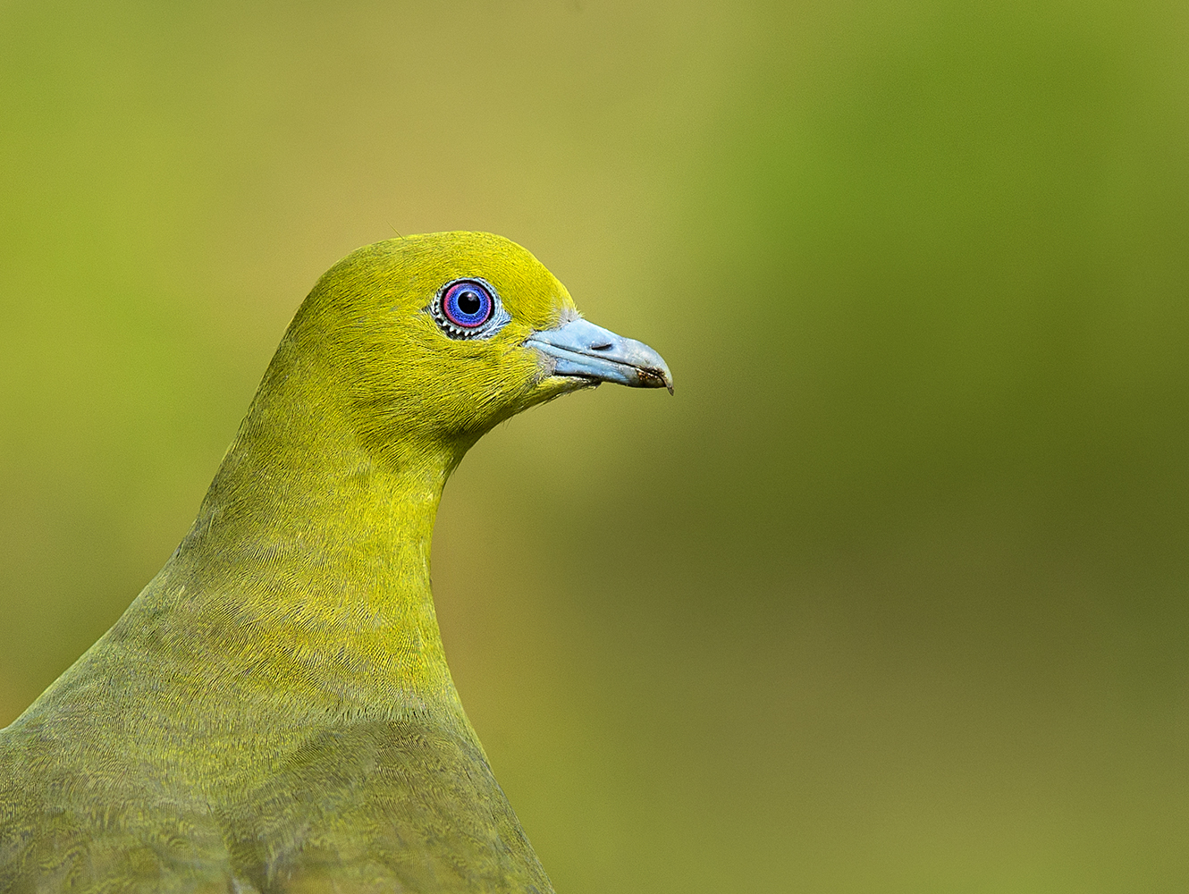 Dr Vyankatesh Metan Solapur Birds H