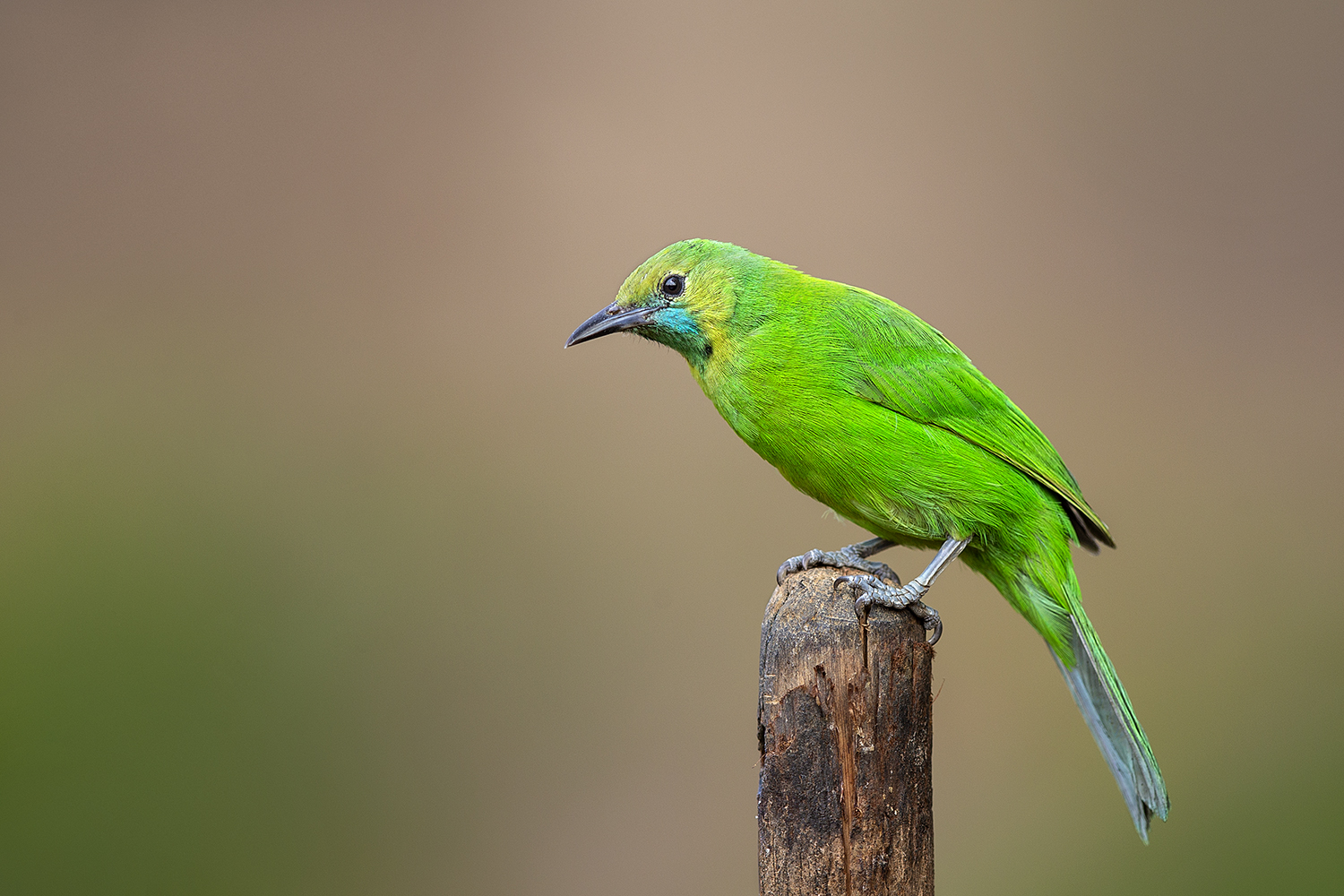 Dr Vyankatesh Metan Solapur Birds K