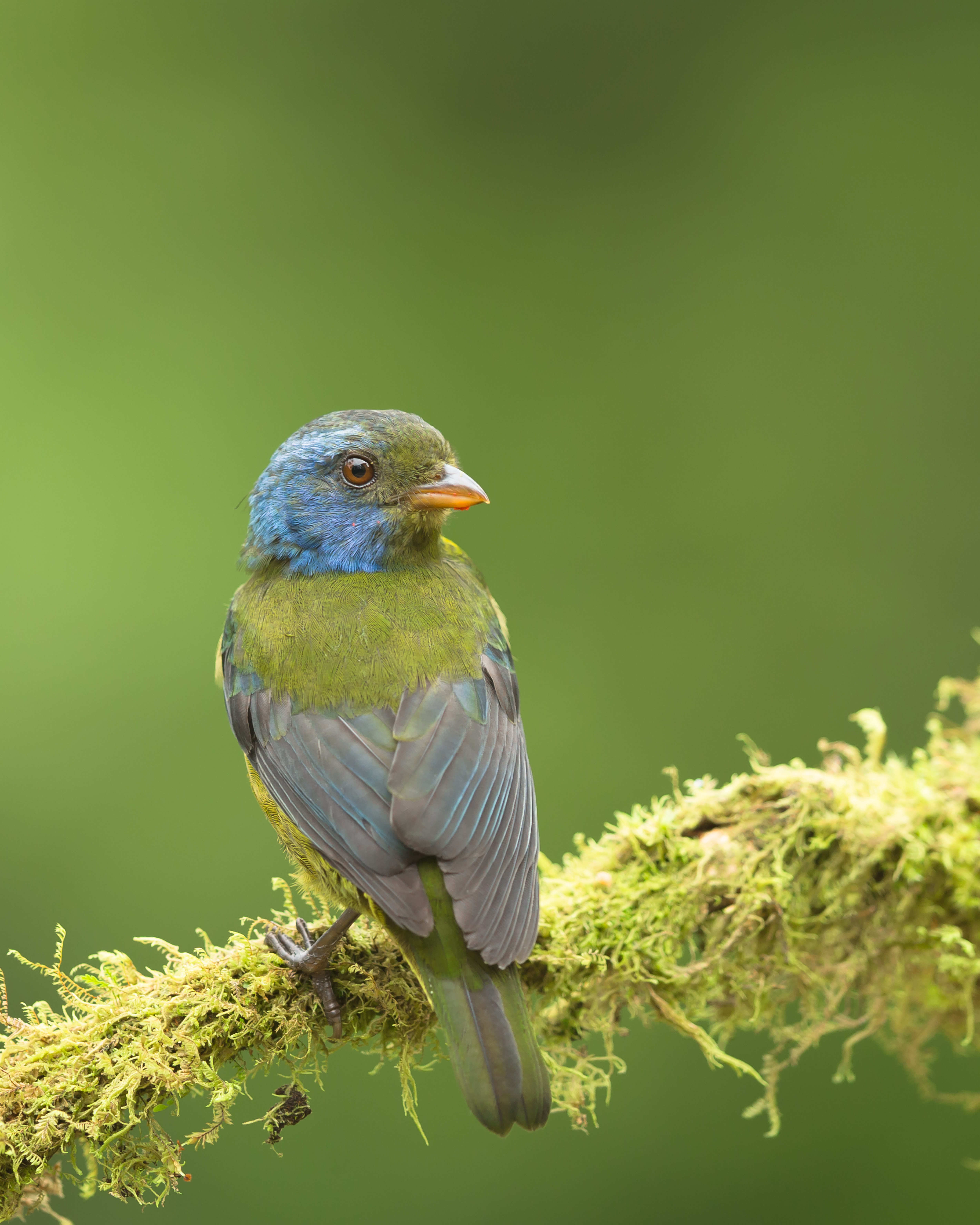 Dr Vyankatesh Metan Solapur Birds ZZ3 1