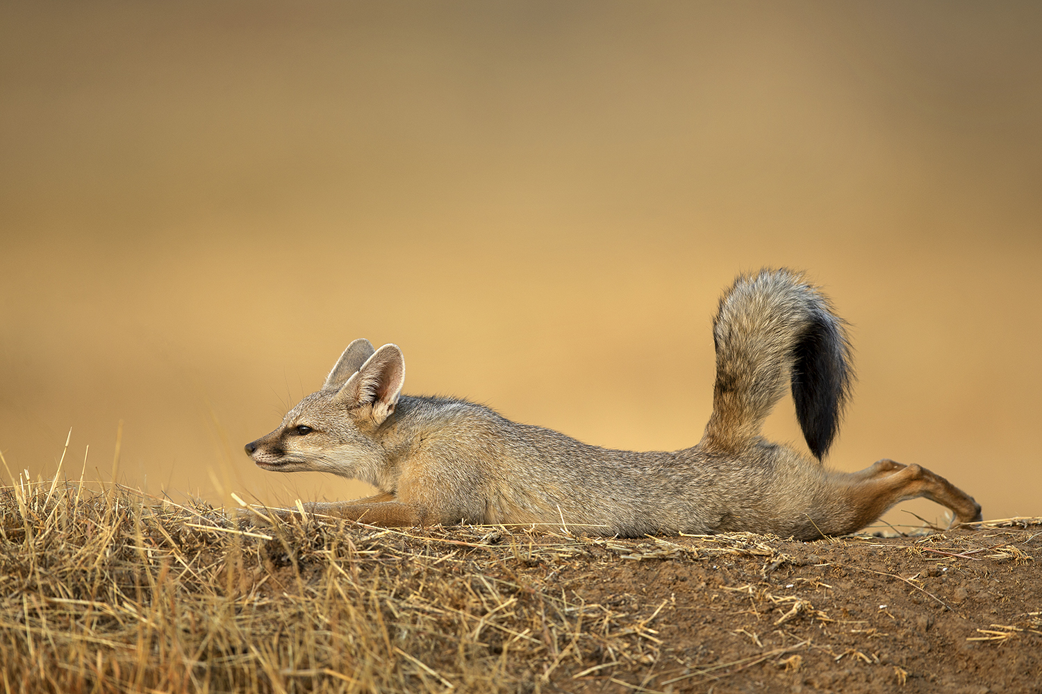 Dr Vyankatesh Metan Solapur Mammals C