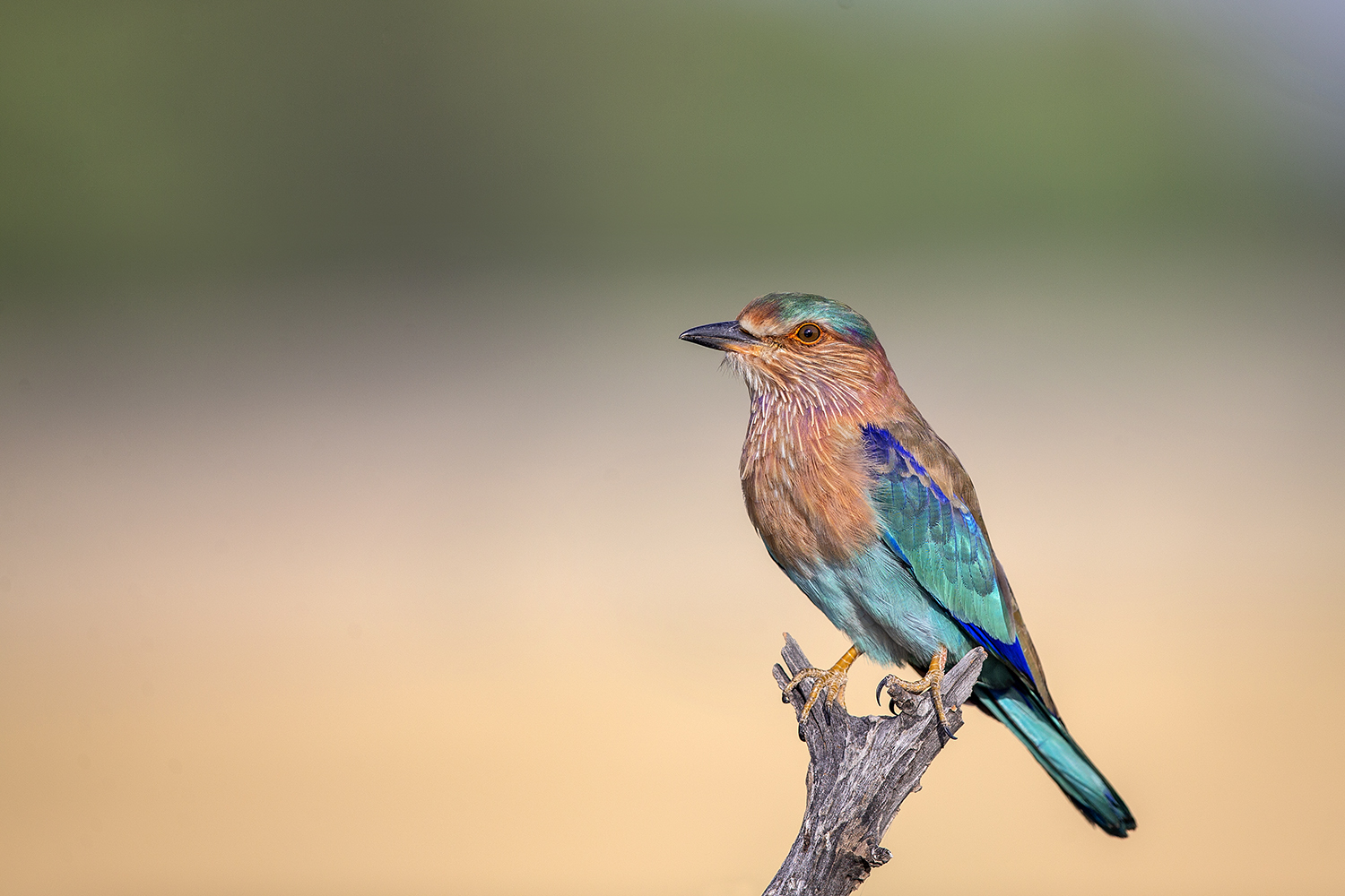 Solapur Birds Dr Vyankatesh Metan C 1