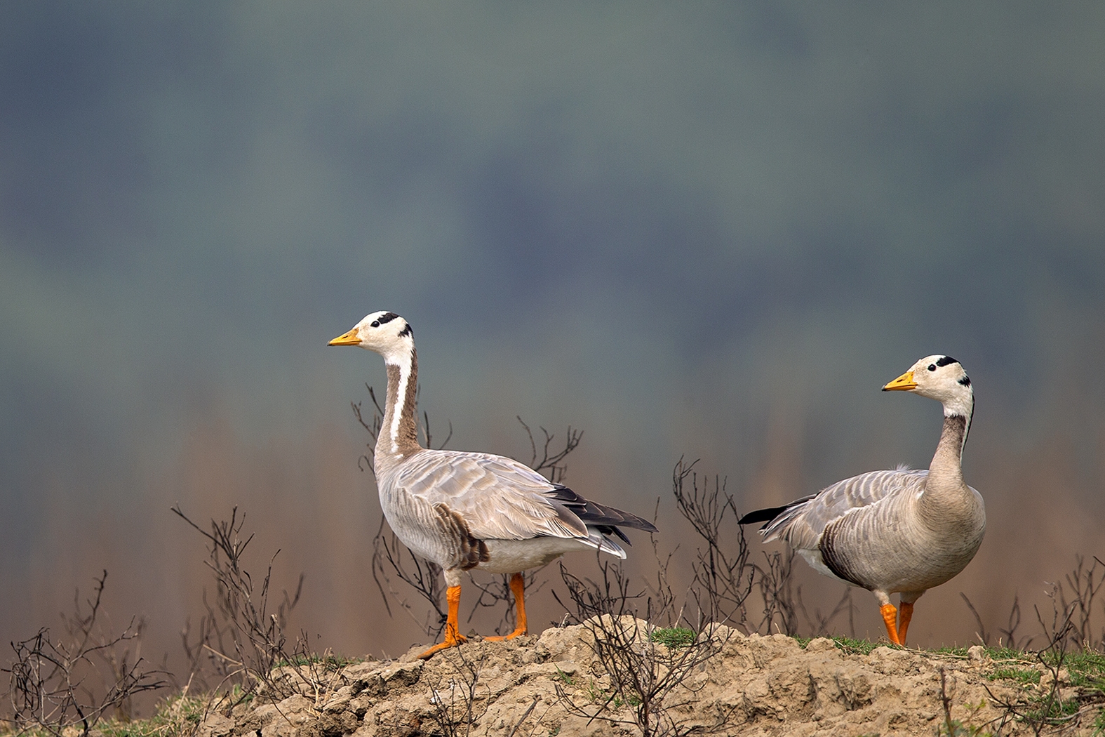 Bar headed geese Solapur Birds Dr Vyankatesh Metan A 1575x1050