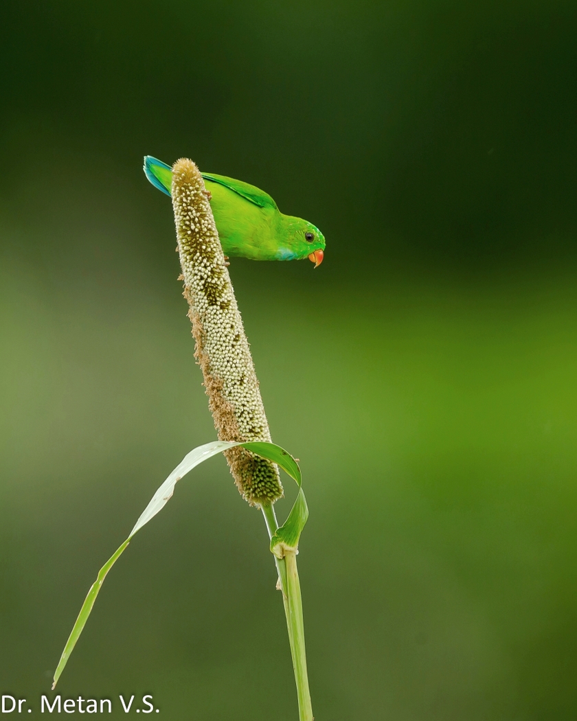 Dr Vyankatesh Metan Solapur Art Q 840x1050