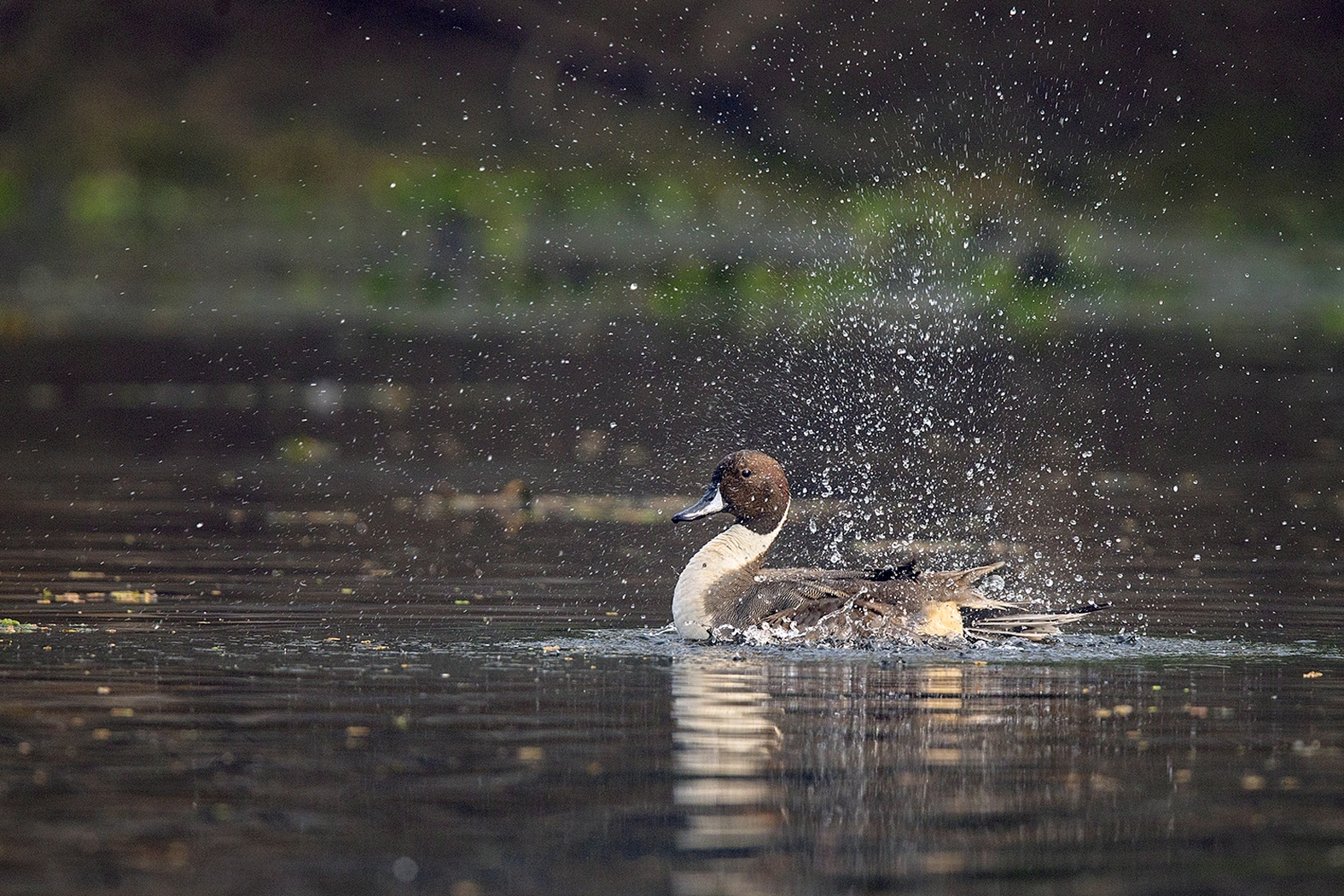 Dr Vyankatesh Metan Solapur Art S 1575x1050