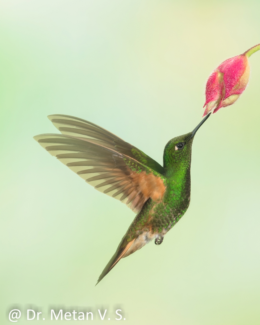 Dr Vyankatesh Metan Solapur Bird B 840x1050 1