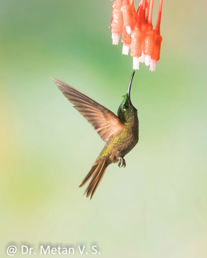 Dr Vyankatesh Metan Solapur Bird G 840x1050