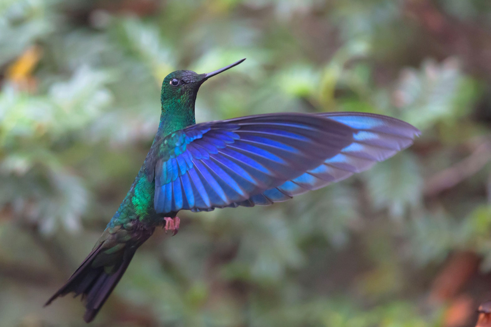 Dr Vyankatesh Metan Solapur Bird J 1404x1050