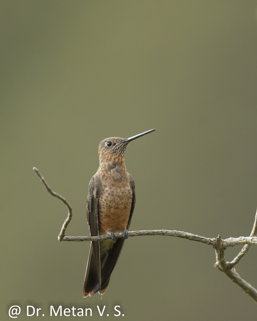 Dr Vyankatesh Metan Solapur Bird M 840x1050