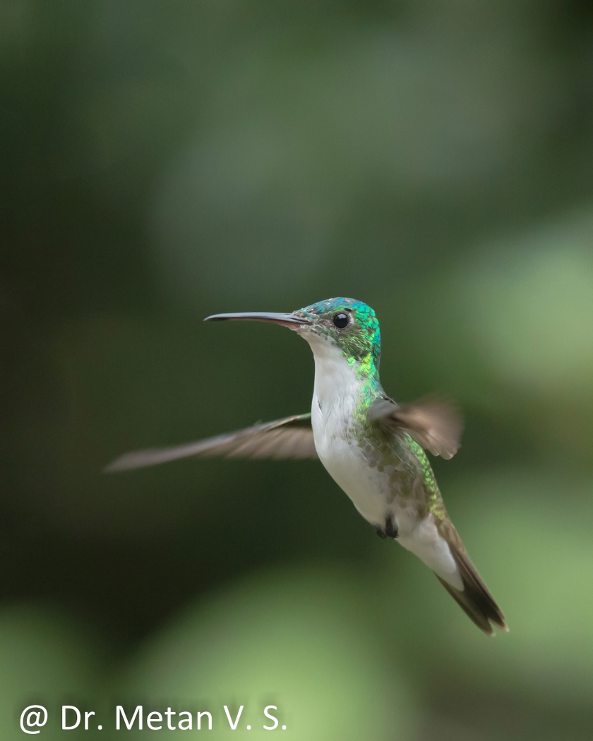 Dr Vyankatesh Metan Solapur Bird O 840x1050