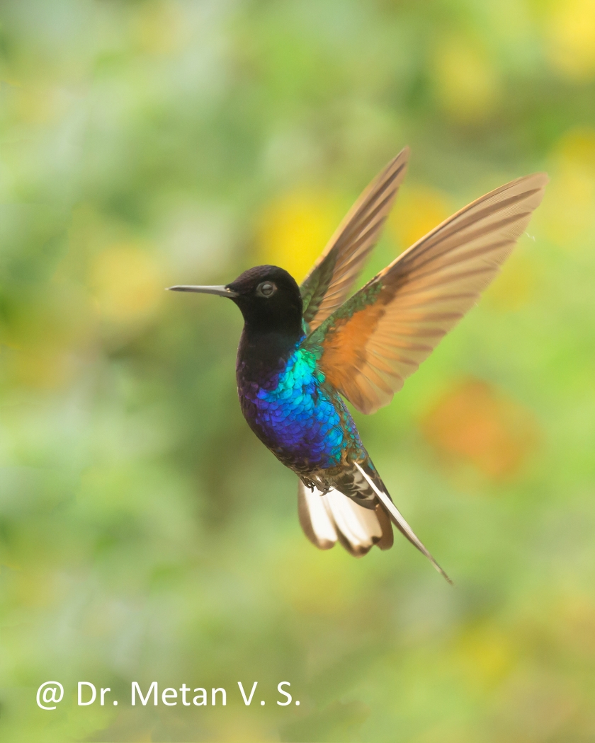 Dr Vyankatesh Metan Solapur Bird P 840x1050