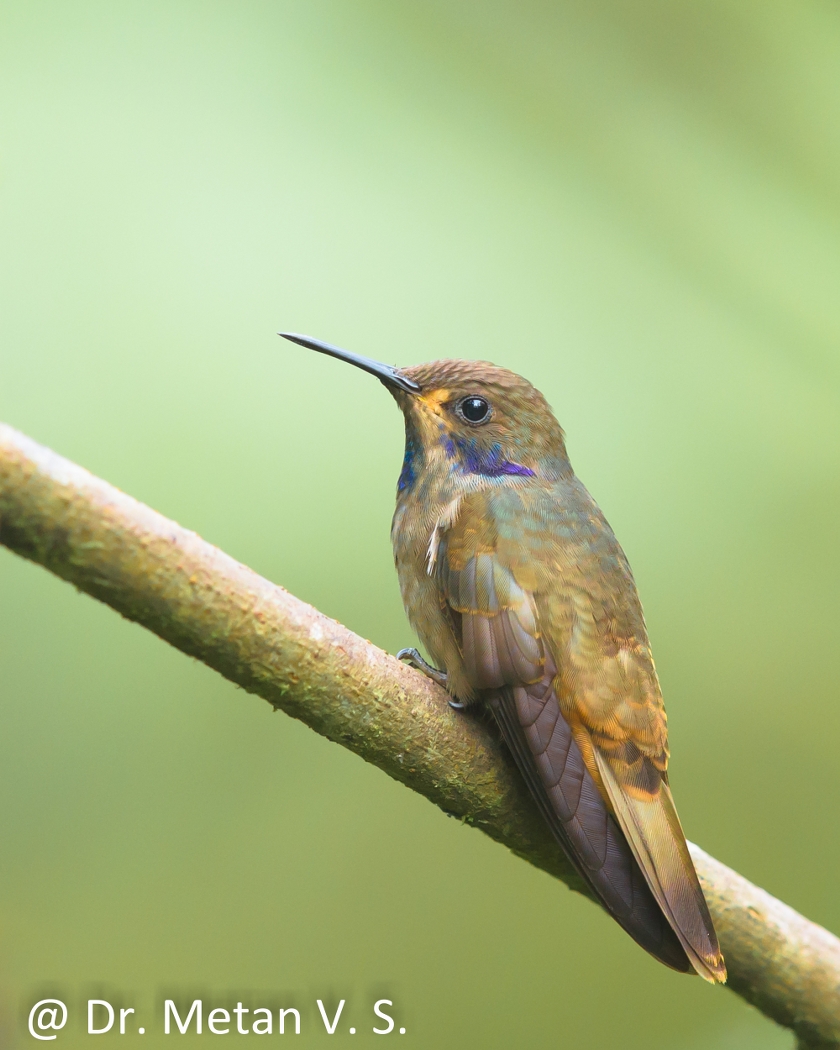 Dr Vyankatesh Metan Solapur Bird Q 840x1050