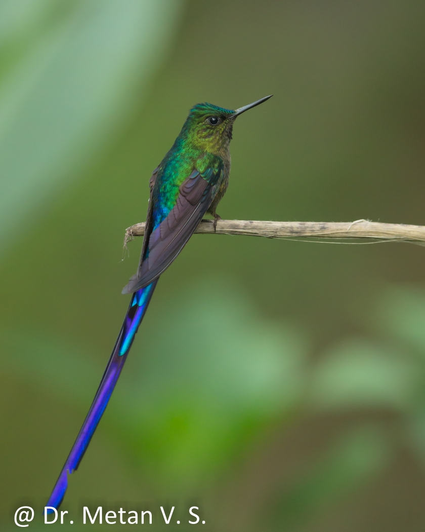 Dr Vyankatesh Metan Solapur Bird S 840x1050