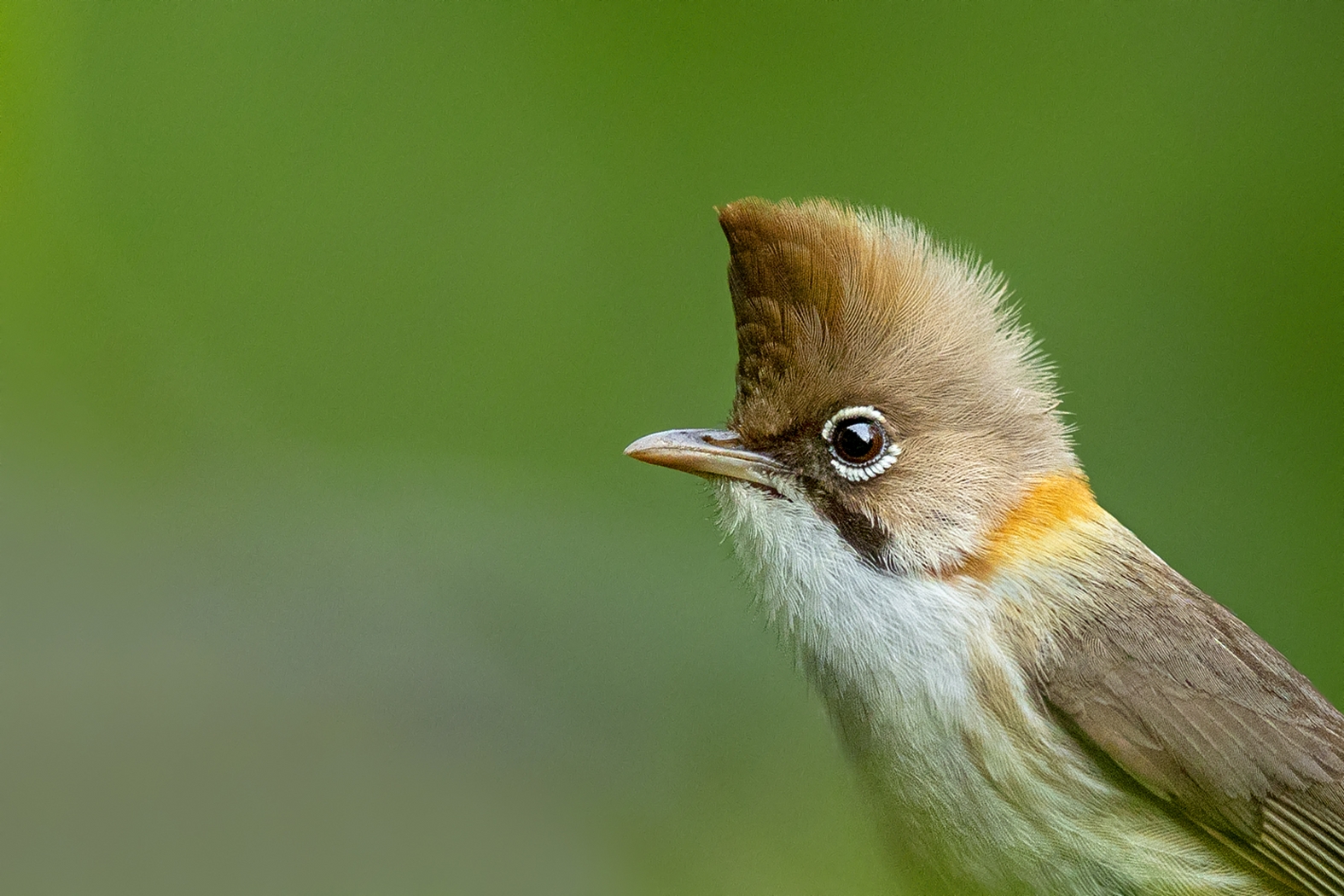 Dr Vyankatesh Metan Solapur Birds C 1575x1050 1