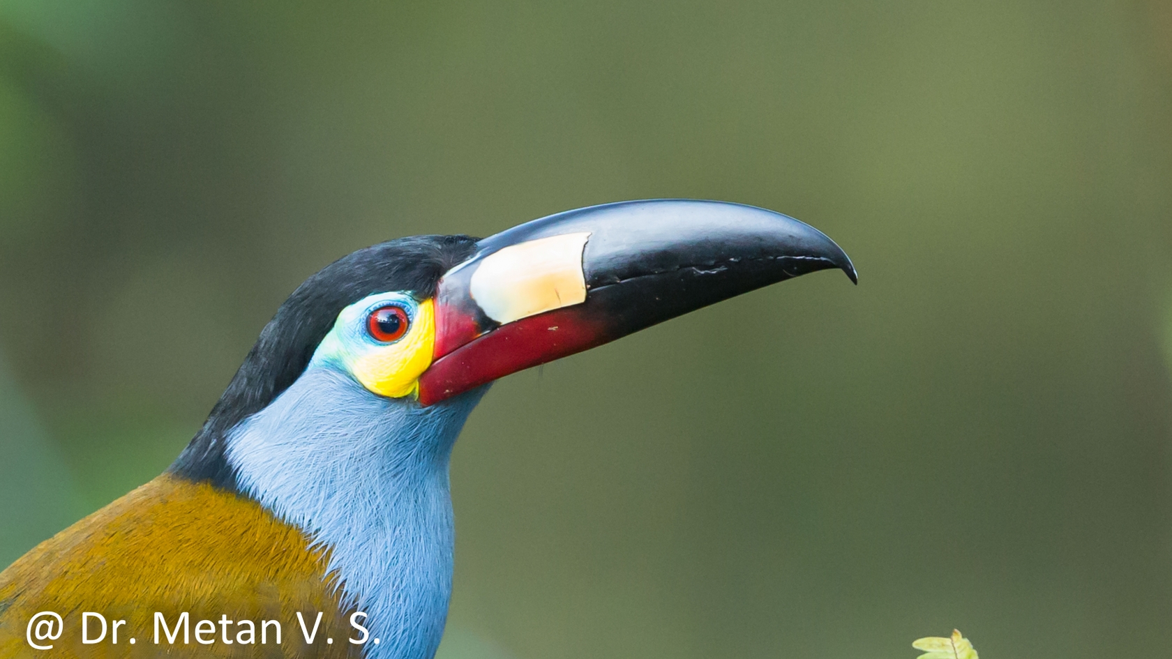 Dr Vyankatesh Metan Solapur Birds D 1680x945