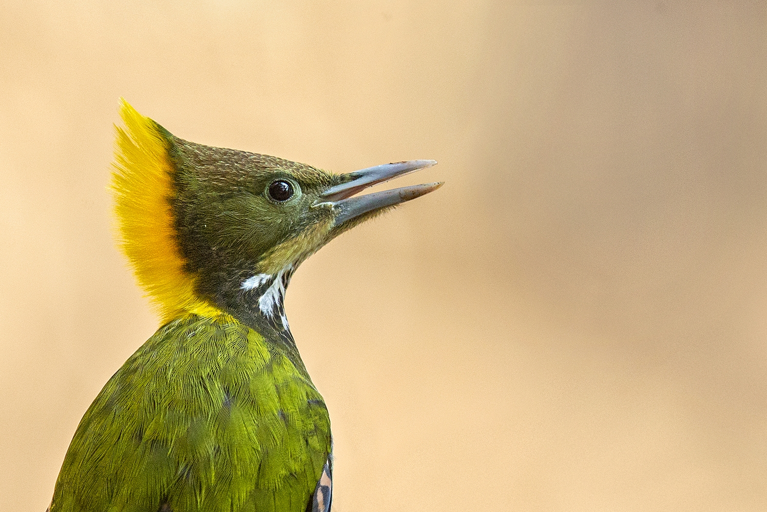 Dr Vyankatesh Metan Solapur Birds E 1574x1050