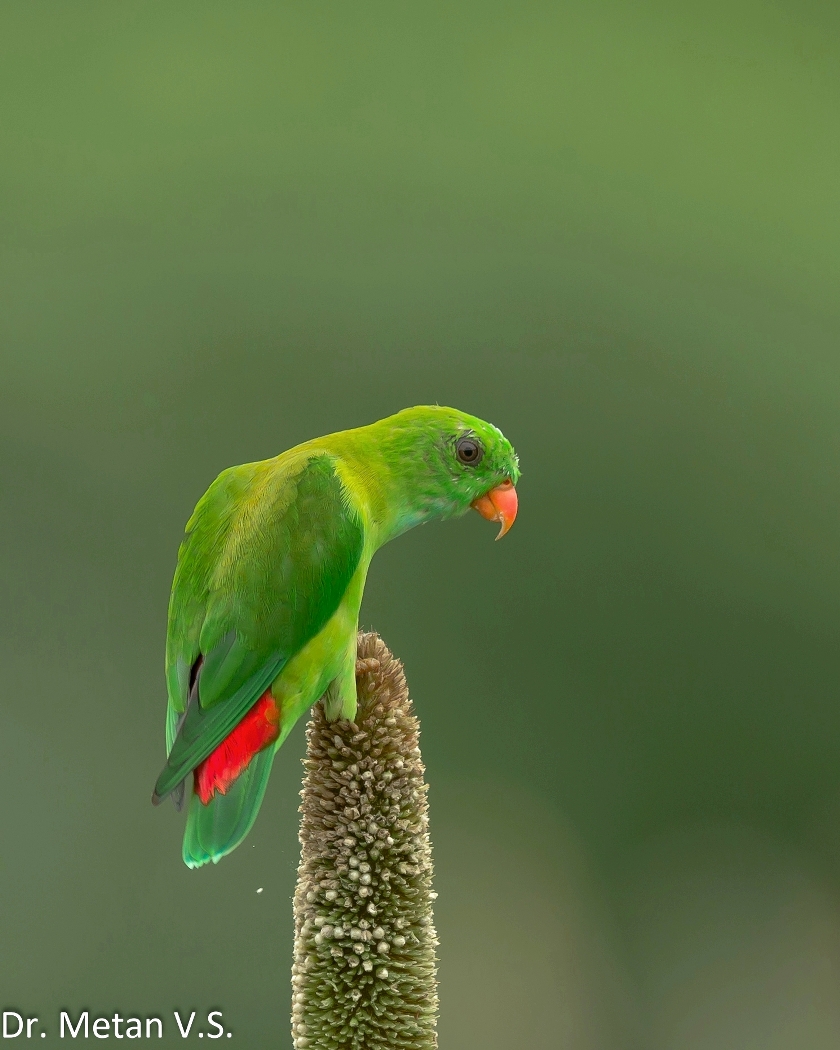 Dr Vyankatesh Metan Solapur Birds G 840x1050