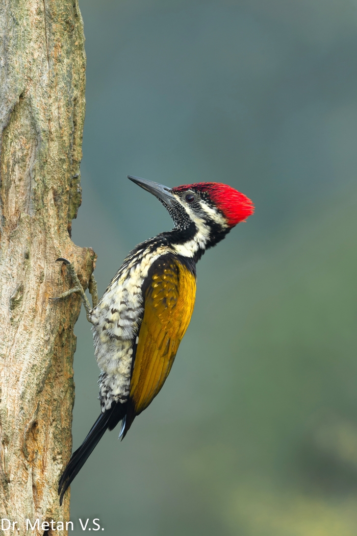 Dr Vyankatesh Metan Solapur Birds I 700x1050