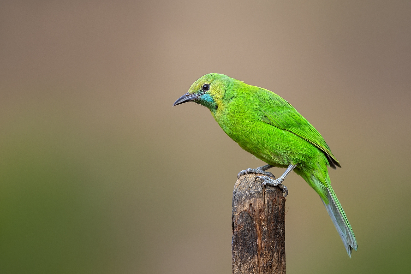 Dr Vyankatesh Metan Solapur Birds K 1575x1050 1