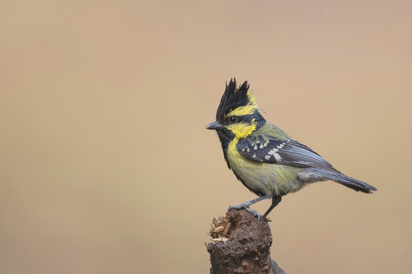 Dr Vyankatesh Metan Solapur Birds NT 1575x1050