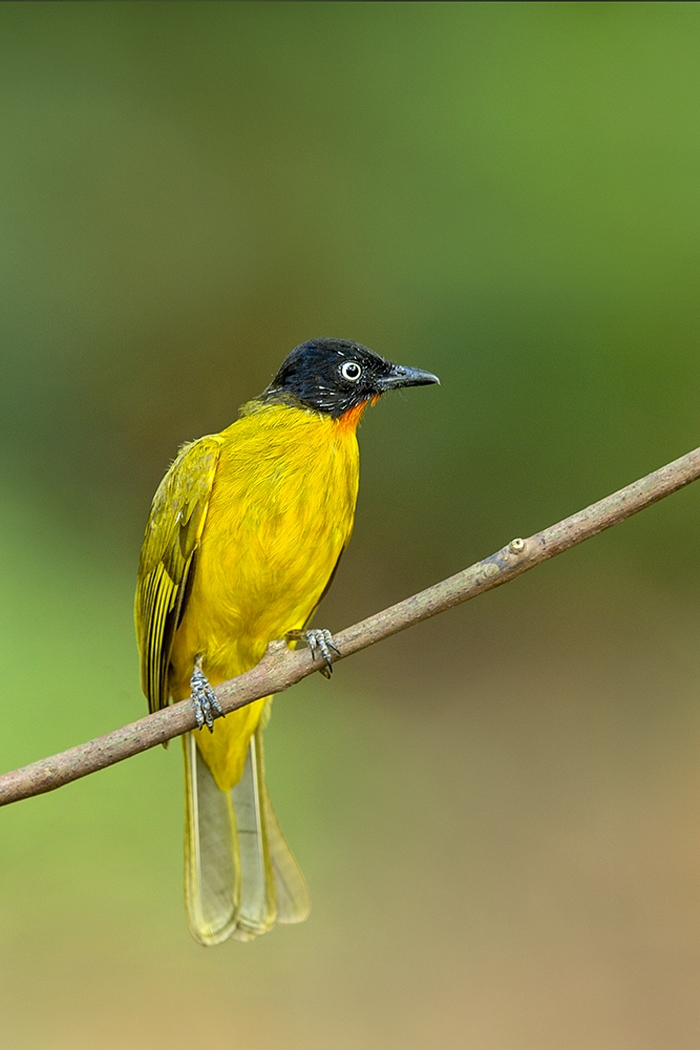 Dr Vyankatesh Metan Solapur Birds P 700x1050