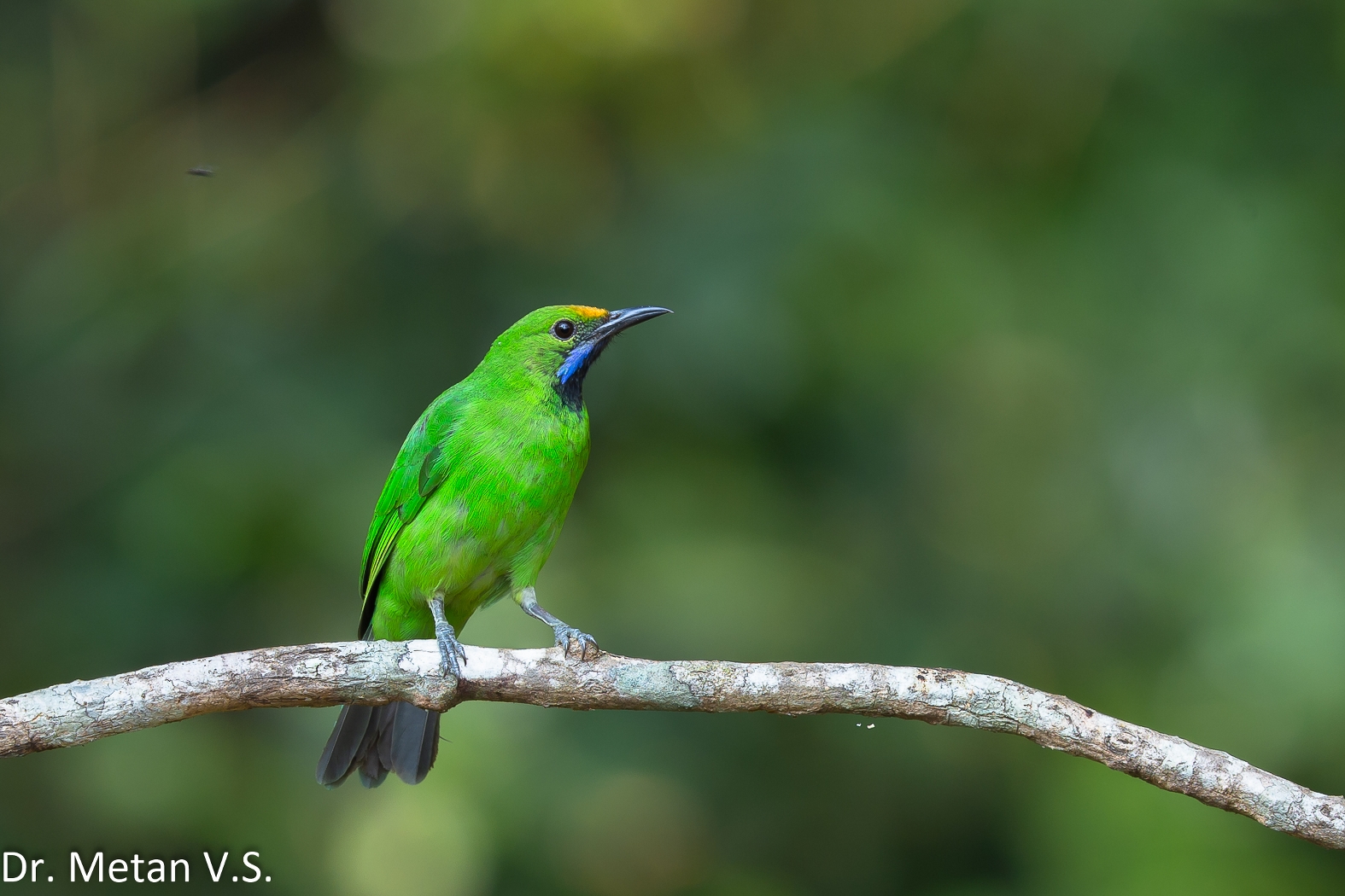 Dr Vyankatesh Metan Solapur Birds W 1575x1050