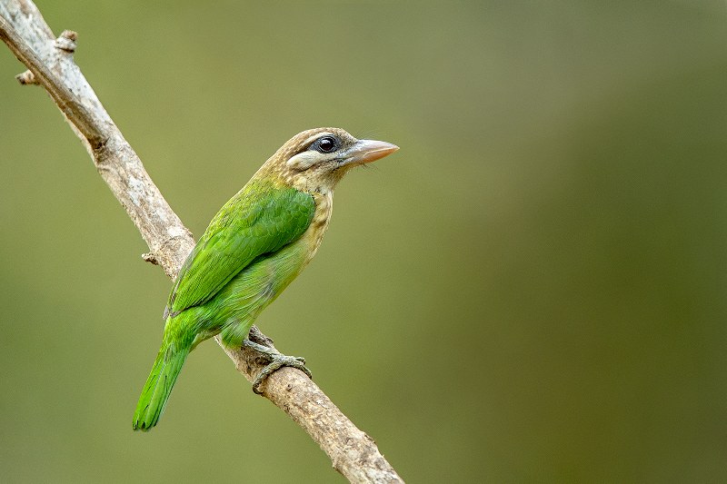 Dr Vyankatesh Metan Solapur Birds X 800x533