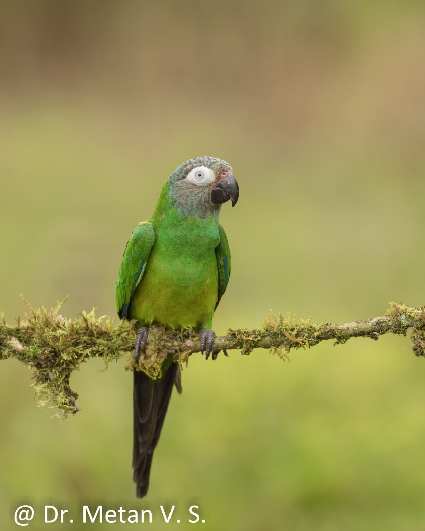 Dr Vyankatesh Metan Solapur Birds Z1 840x1050
