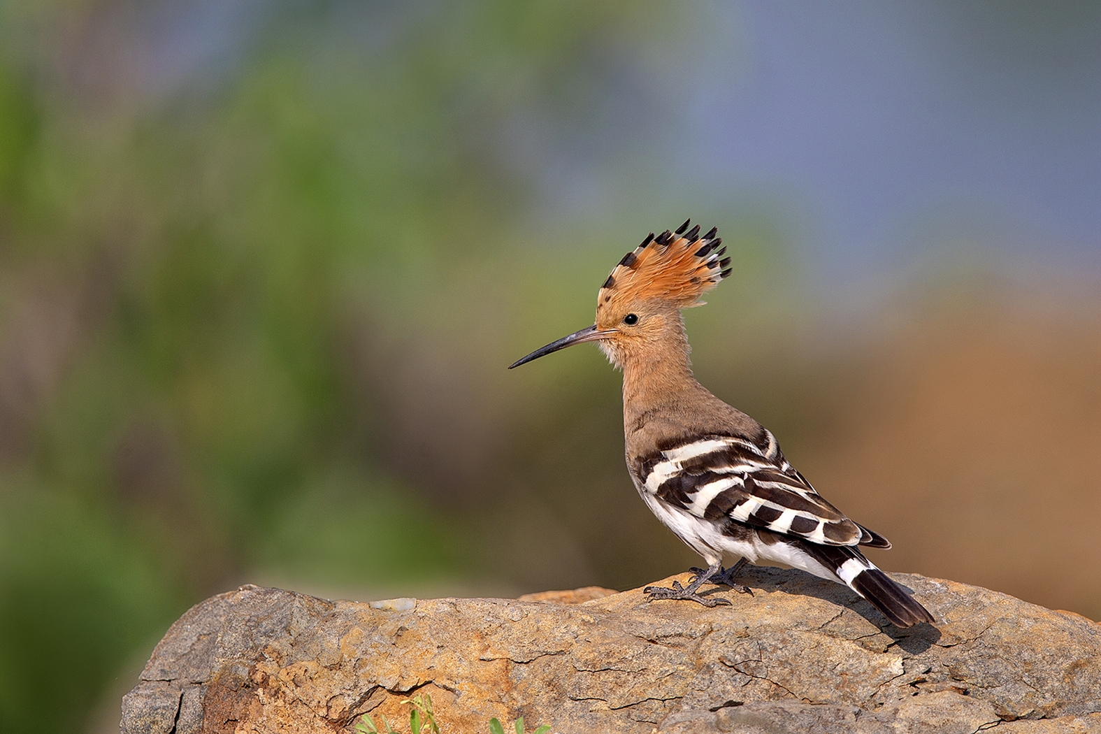 Dr Vyankatesh Metan Solapur Birds Z2 1575x1050