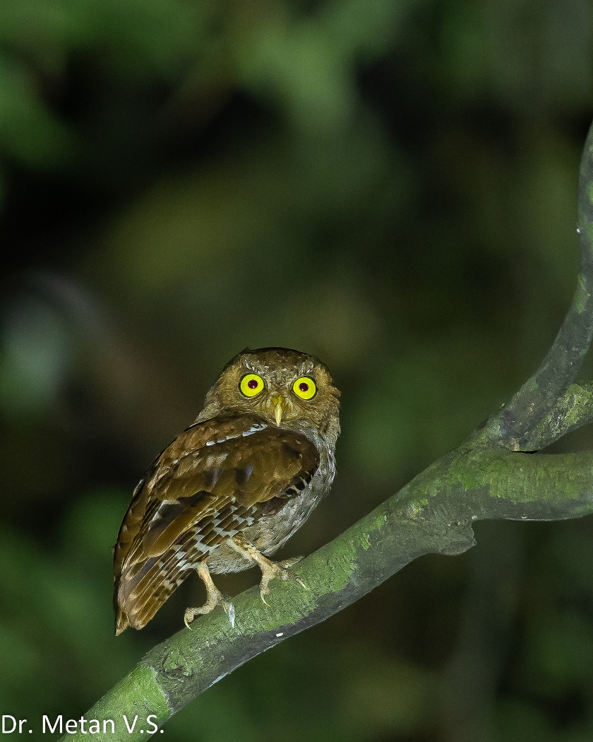Dr Vyankatesh Metan Solapur Birds ZZ6 840x1050