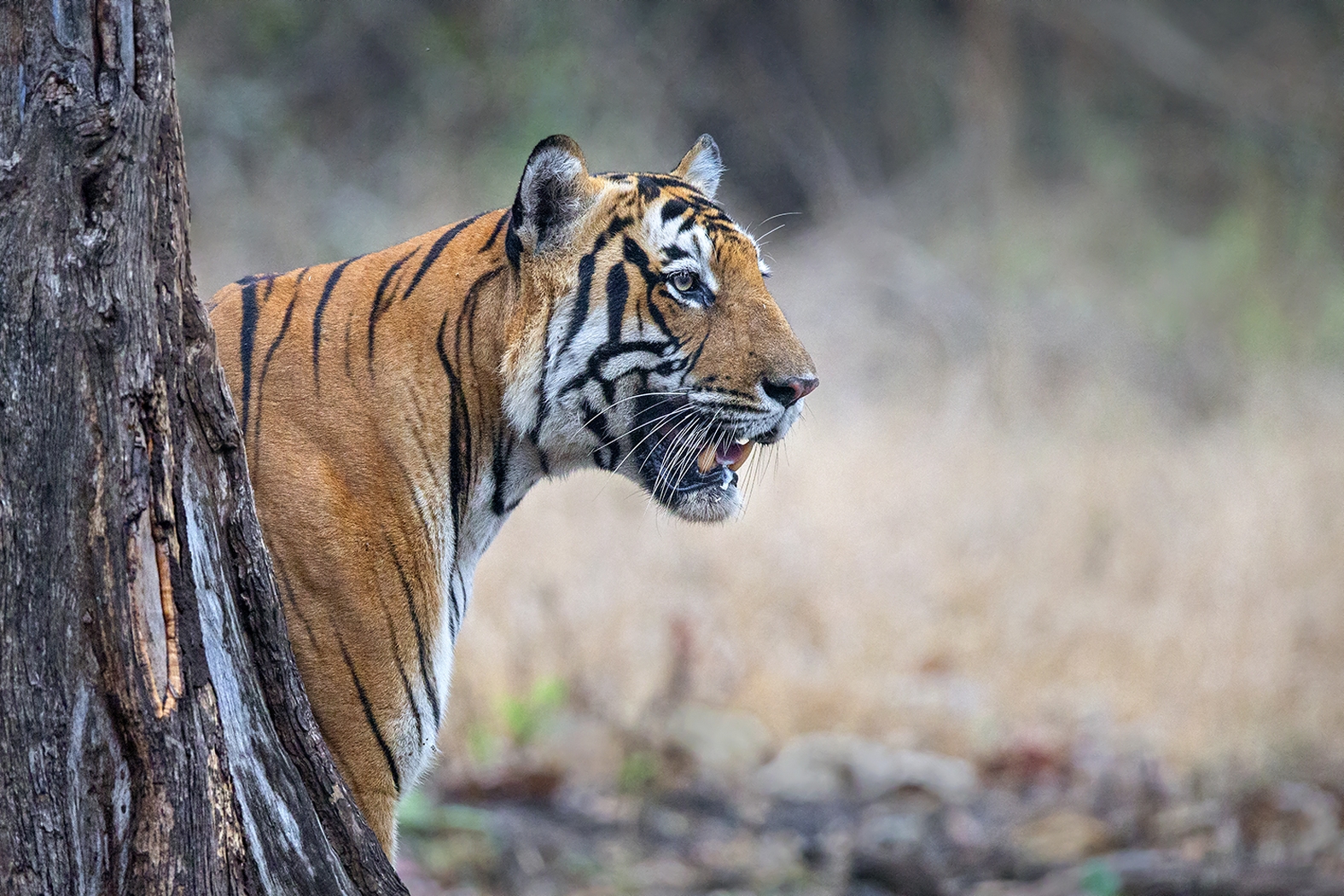 Dr Vyankatesh Metan Solapur Mammals D 1575x1050