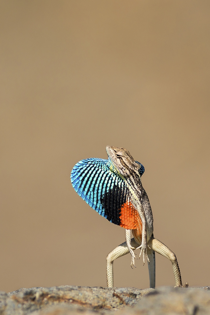 Dr Vyankatesh Metan Solapur Mammals H 700x1050