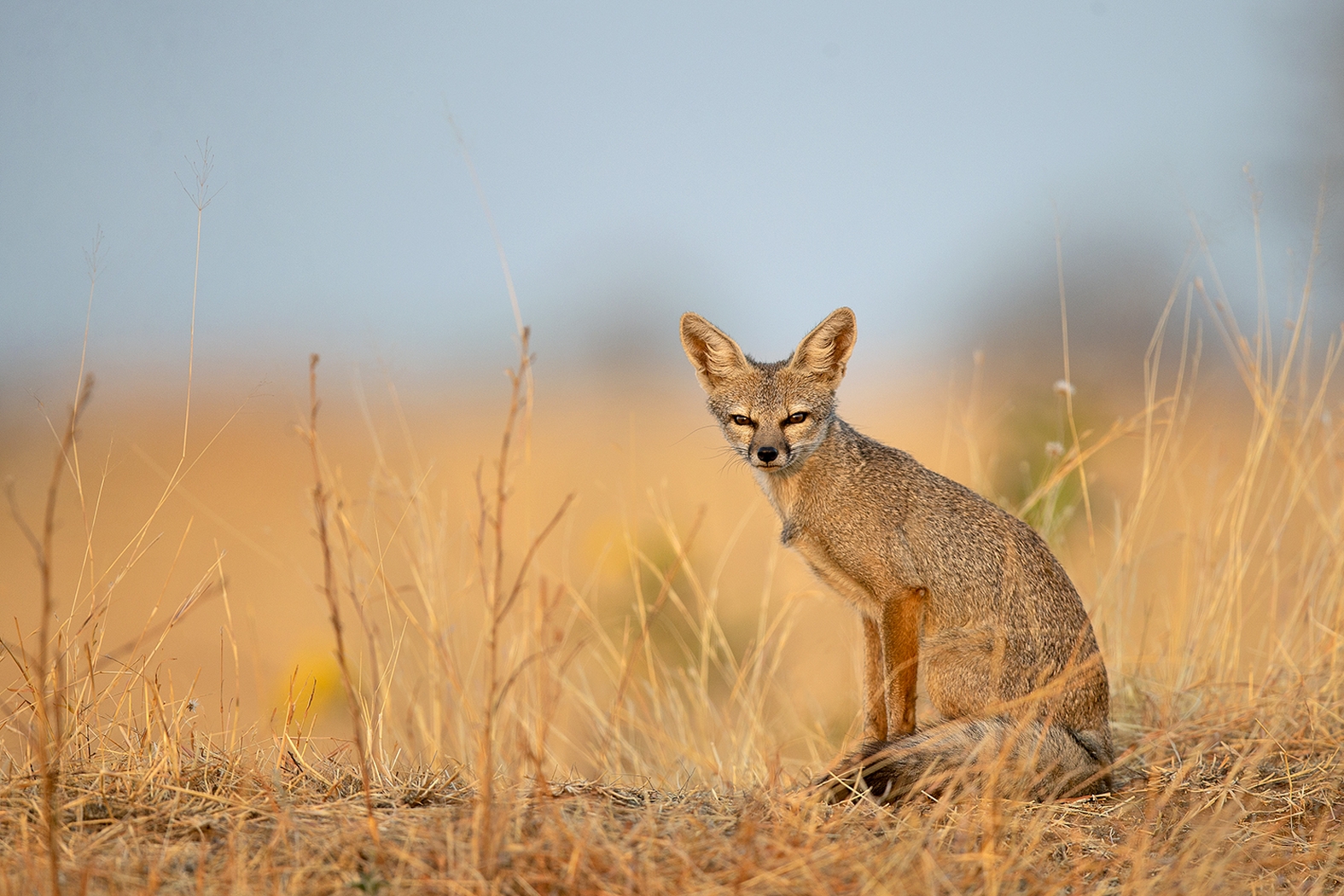 Dr Vyankatesh Metan Solapur Mammals K 1575x1050
