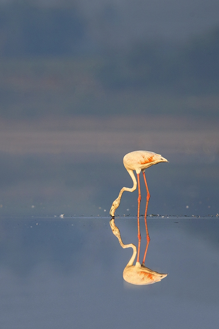 Flaming Solapur Birds Dr Vyankatesh Metan G 700x1050