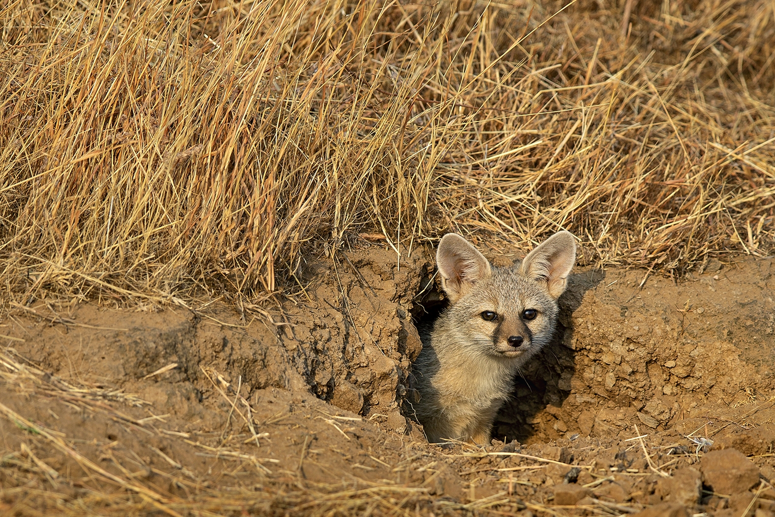 Indian Fox Dr Vyankatesh Metan Solapur Mammals G 1575x1050