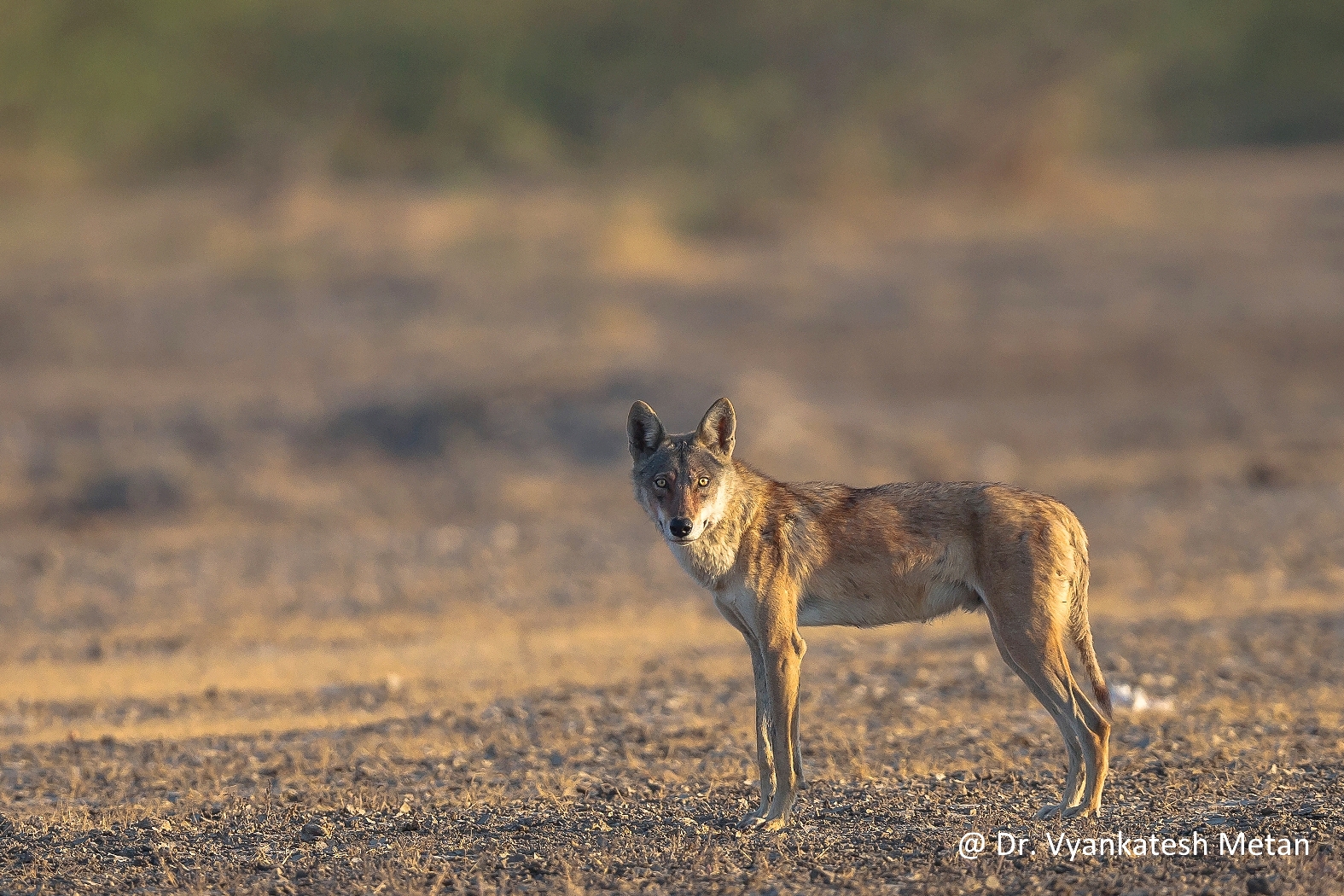 Indian Wolf Dr Vyankatesh Metan Solapur Mammals L 1575x1050
