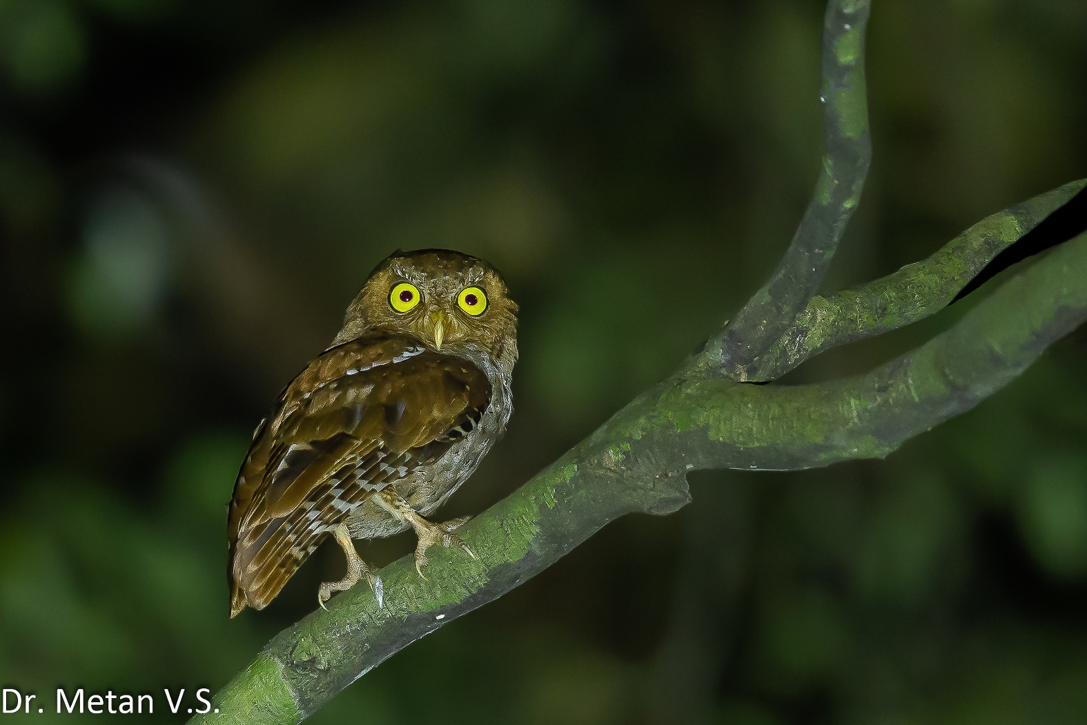 The Andaman scops owl Dr Vyankatesh Metan Solapur 1575x1050