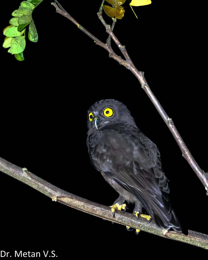 The Hume s hawk owl Dr Vyankatesh Metan Solapur 840x1050