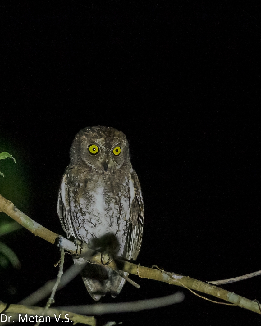 The Oriental Scops owl Andaman species Dr Vyankatesh Metan Solapur a 1 840x1050