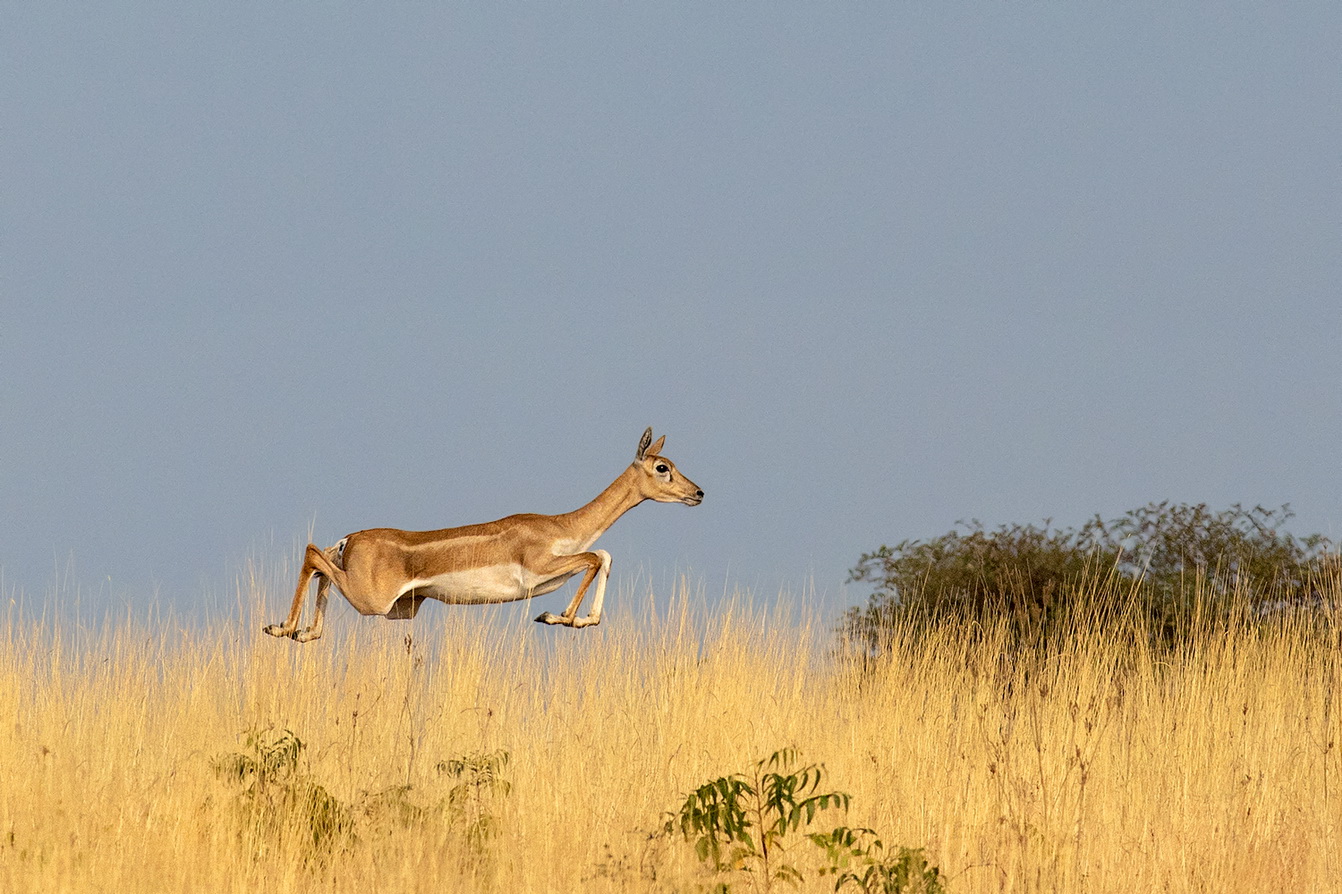 Blackbuck Dr Vyankatesh Metan Solapur Mammals B