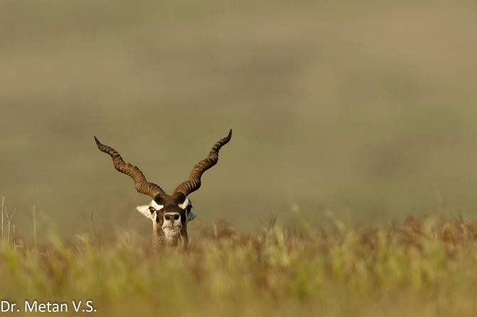 Blackbuck image Dr Vyankatesh Metan Solapur 333