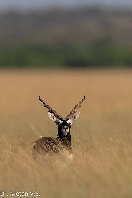 Blackbuck image Dr Vyankatesh Metan Solapur 9