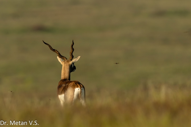 Blackbuck image Dr Vyankatesh Metan Solapur 936