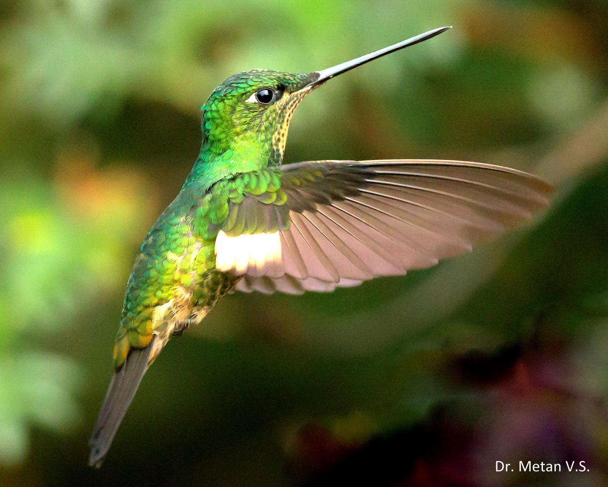 Buff tailed coronet Hummingbird image Dr. Vyankatesh Metan Solapur 330