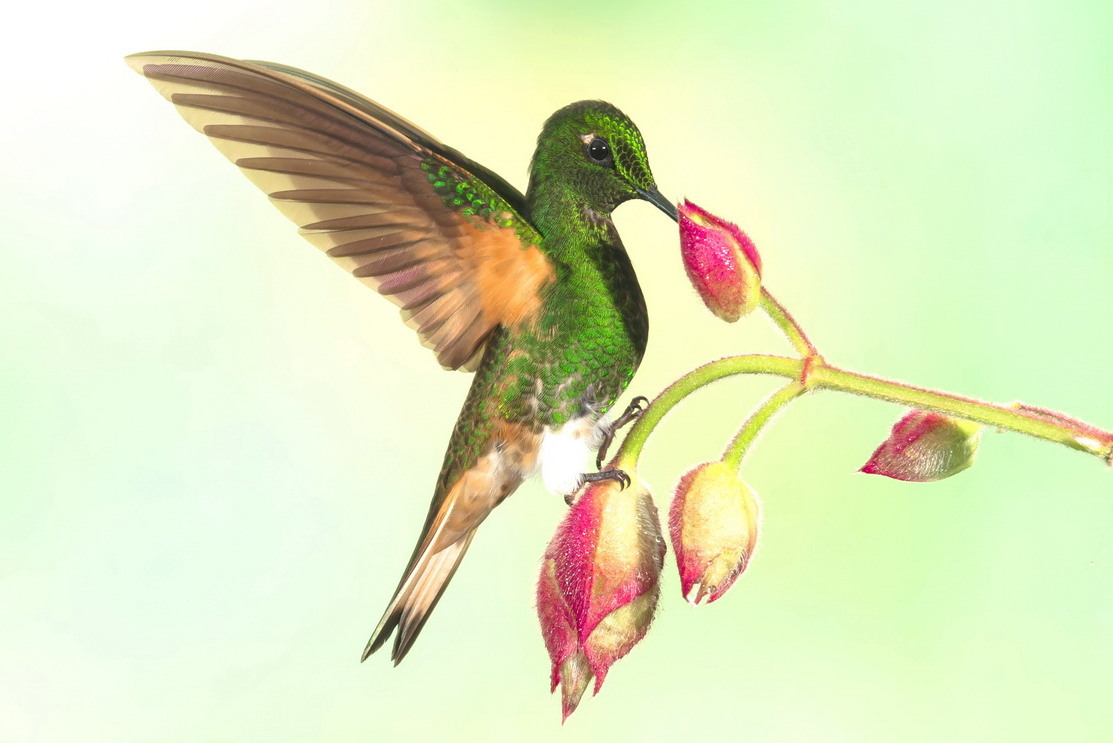 Buff tailed coronet Hummingbird image Dr. Vyankatesh Metan Solapur 999