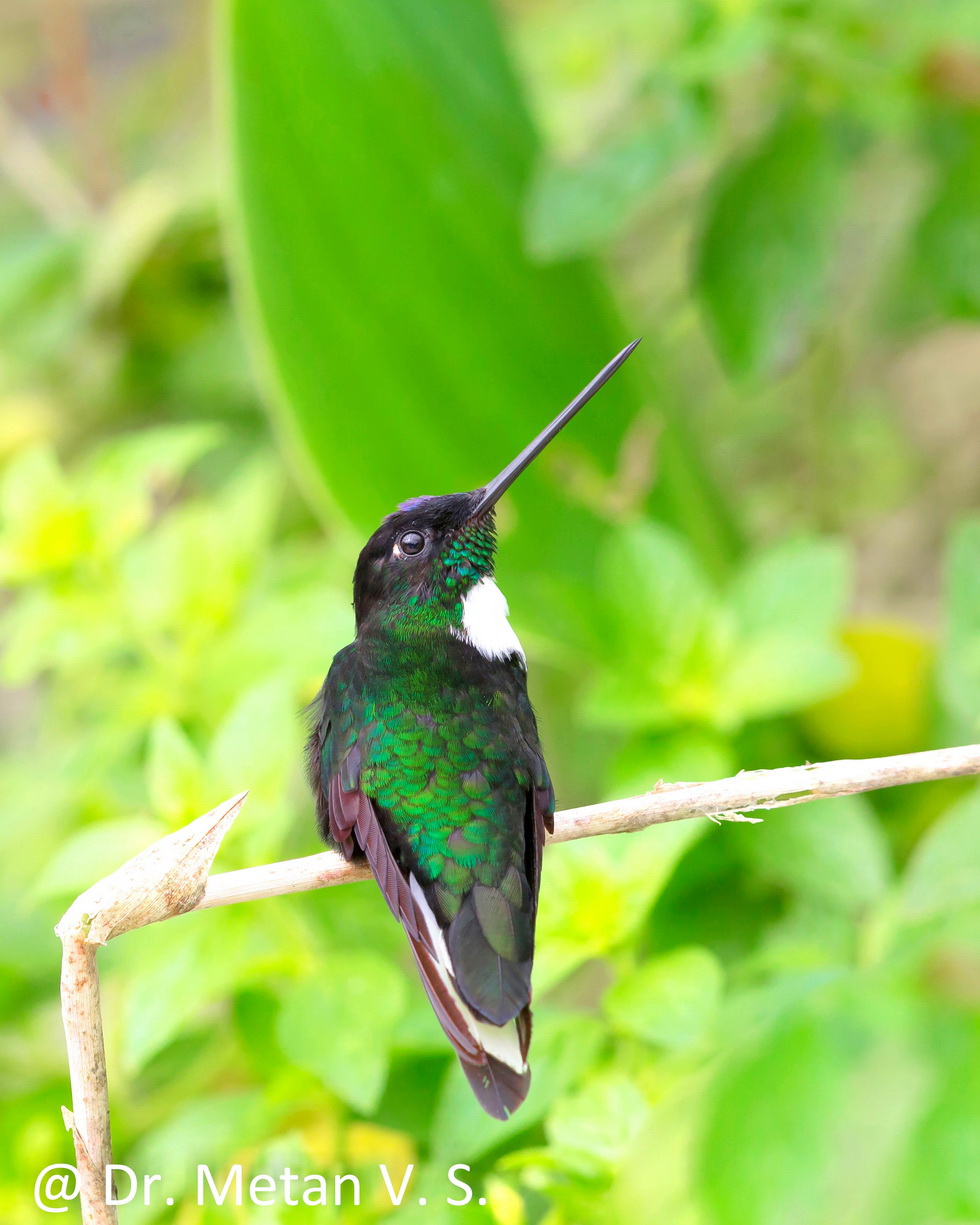 Collared inca Hummingbird image Dr. Vyankatesh Metan Solapur 63